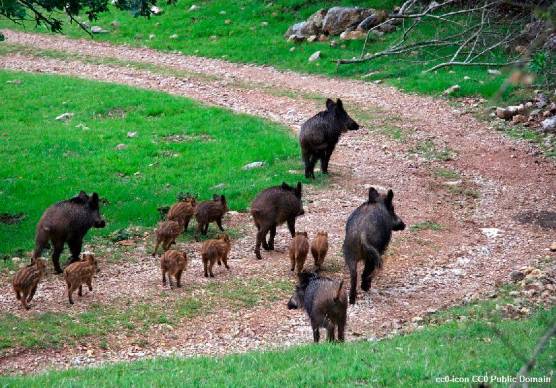 Una famiglia di cinghiali