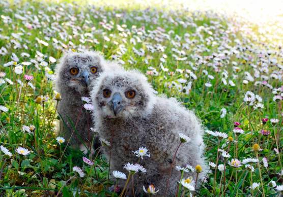 Riccione all’Oltremare sono nati due gufetti reali VIDEO