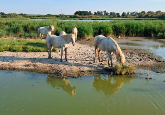 Escursioni a Boscoforte: natura e cavalli a Comacchio