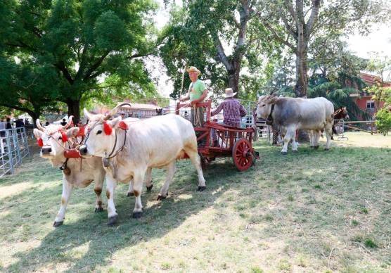 Come sempre anche gli animali saranno protagonisti, compagni dell’uomo e testimoni viventi di un modo di fare agricoltura tradizionale che la Fiera contribuisce a mantenere vivo (foto Mmph)