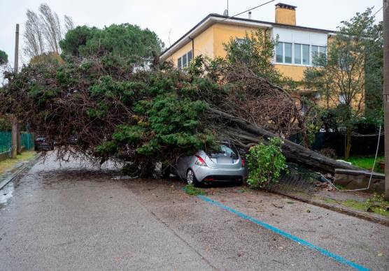 Auto schiacciata da un albero in via Cesare Battisti (Foto Massimo Fiorentini)