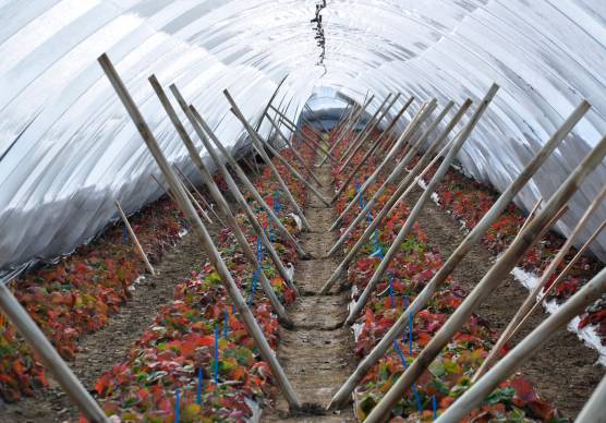 L’imprenditore agricolo nel 2008 aveva ottenuto il permesso di costruire