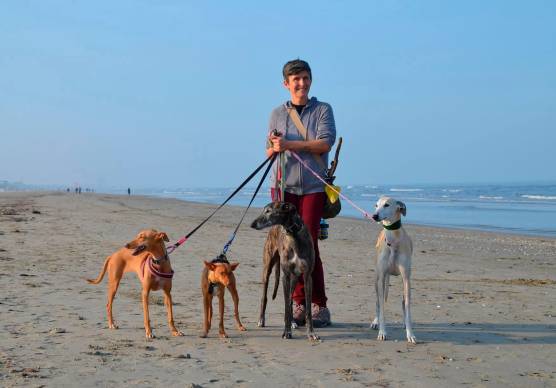 Alcuni dei levrieri salvati dall’associazione Gaci