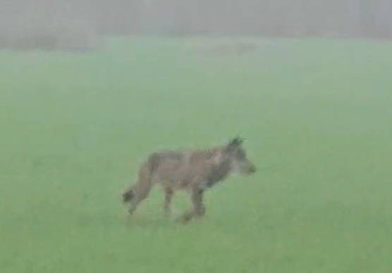 Lupi a Rimini, nuovo avvistamento a ridosso della via Emilia VIDEO