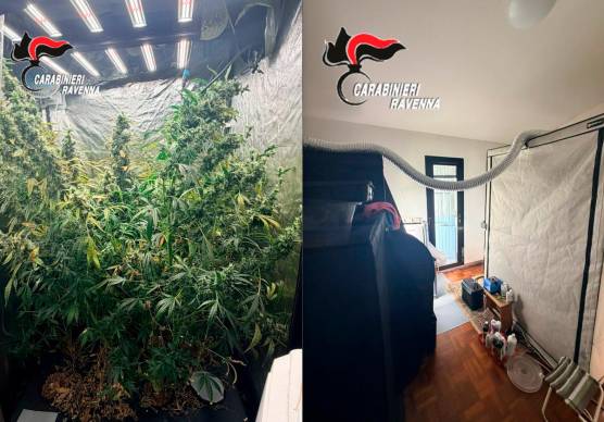 Ravenna, in casa aveva tre serre professionali per cannabis e marijuana: arrestato a Mezzano