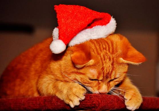 Dalla confezione regalo al rischio di un box in canile: “Per regalare un cucciolo a Natale ci vuole responsabilità”