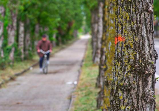 Ravenna, saranno abbattuti 18 pioppi nei viali Pertini e Saragat