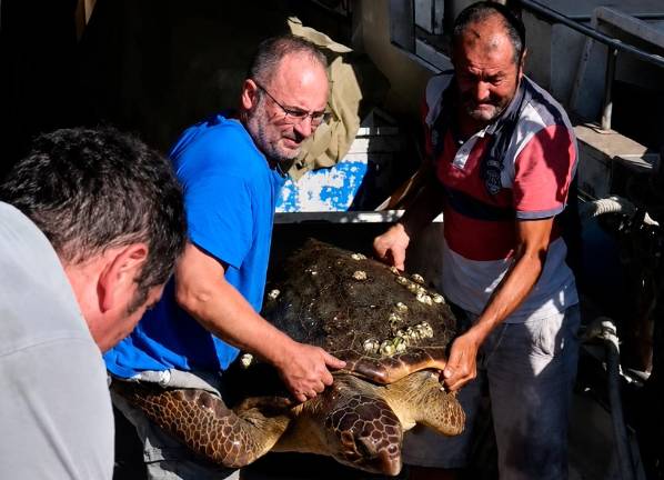 La tartaruga salvata