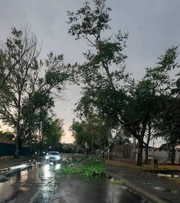 Gli alberi spezzati durante il maltempo dello scorso 15 luglio
