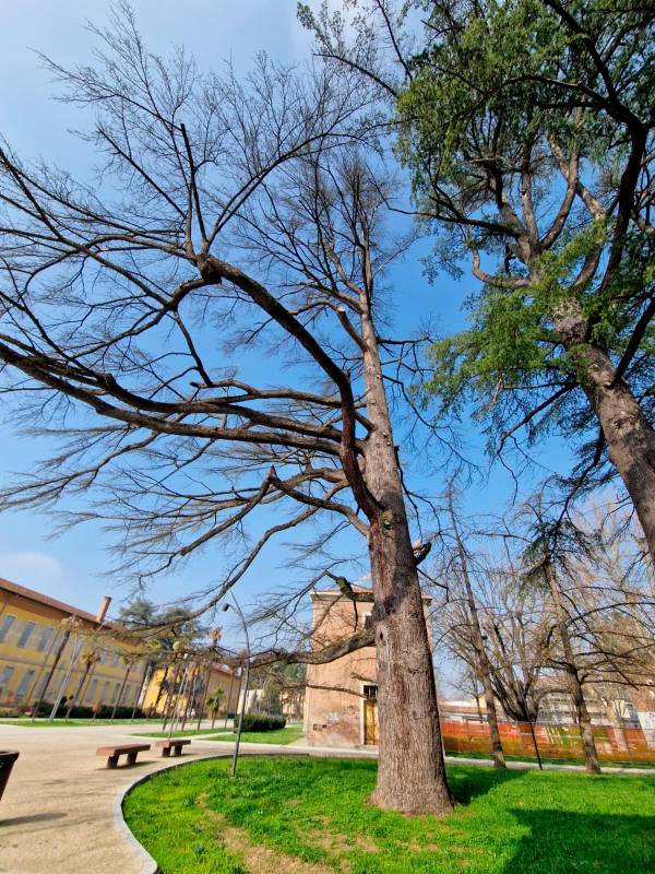 Imola, ecco 117 nuove alberature, completata la messa a dimora