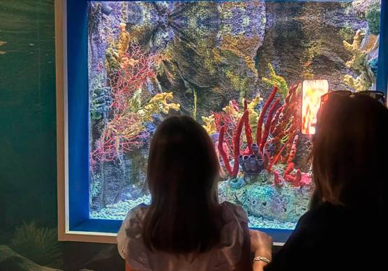 All’Acquario di Cattolica la vasca dei cavallucci marini raddoppia