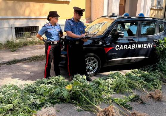 Modigliana, coltivava marijuana in giardino: denunciato pensionato di 70 anni