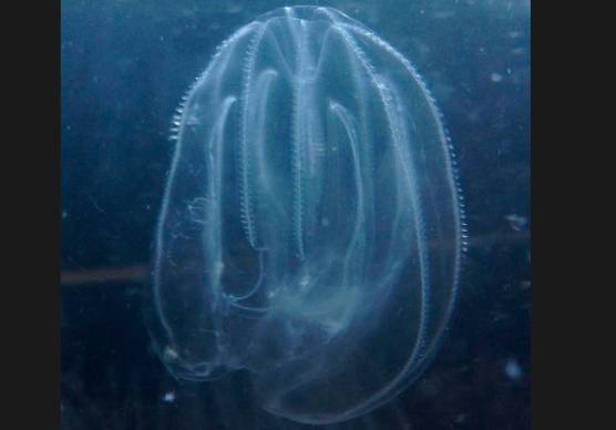 Una “noce di mare”