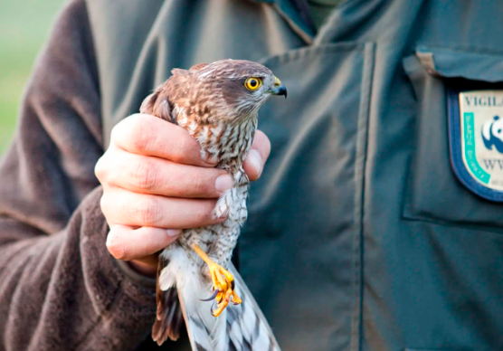 Faenza, la scomparsa di Giorgio Tramonti, storico coordinatore delle guardie volontarie del Wwf