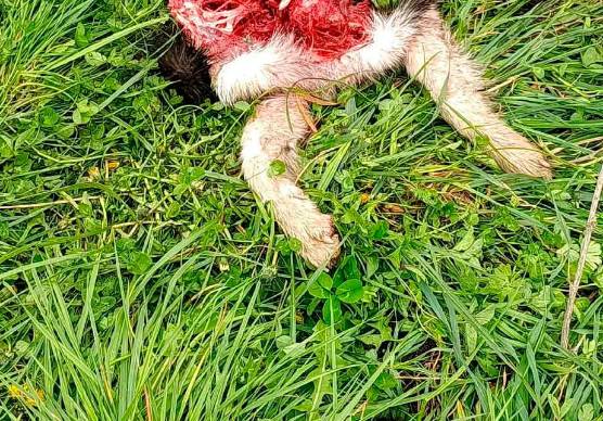 Allarme lupi nelle colline del Cesenate: nuovo attacco all’azienda Morelli, ucciso un cane da pascolo