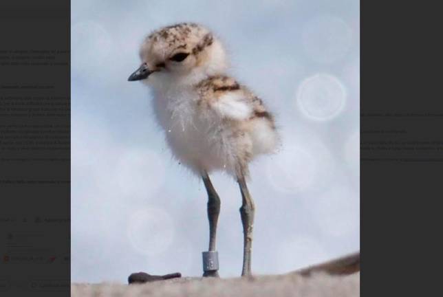 Foto Willy Maurizio Cazzanti