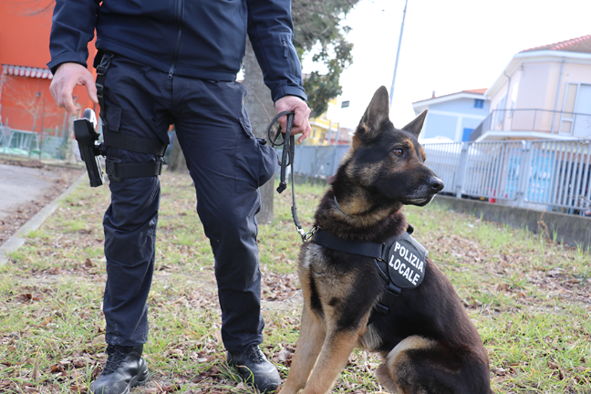 Rimini, mercato coperto, minacce al personale e furti: oltre 50 interventi della Polizia Locale nei primi tre mesi del 2026
