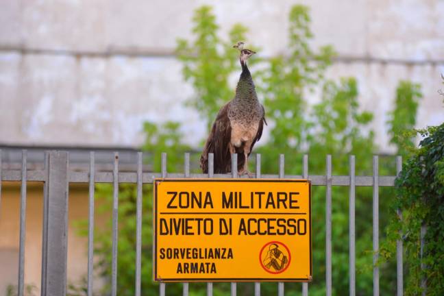 Foto Massimo Fiorentini