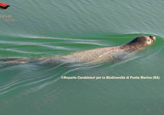 Ravenna. Avvistata una foca monaca a Punta Marina