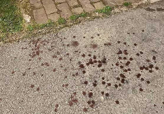 La chiazze del sangue perso dal ladro ferito