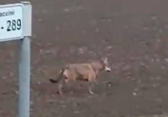 Cesena, lupi avvistati a San Vittore: “Siamo preoccupati” VIDEO