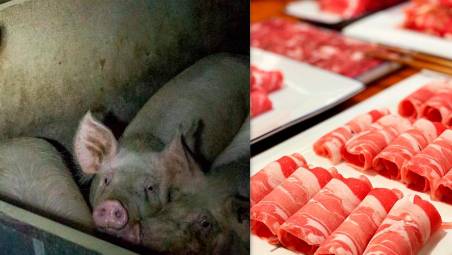 “Prosciutto crudele”: assolti due attivisti ravennati dopo il video sull’allevamento di Bertinoro