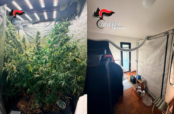 Ravenna, in casa aveva tre serre professionali per cannabis e marijuana: arrestato a Mezzano