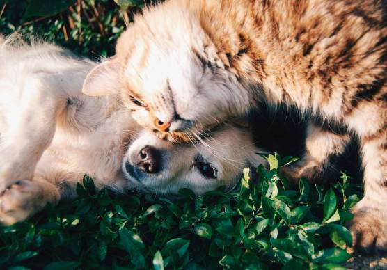 Gli ospiti delle residenze per anziani potranno portare il proprio cane o il proprio gatto: via libera dell’Emilia-Romagna