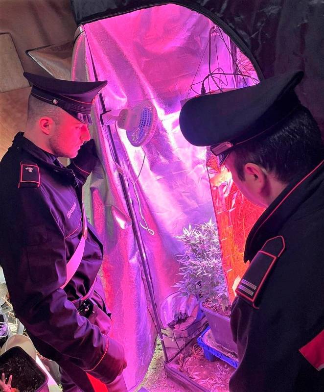 Imola, coltivatore di cannabis e marijuana a fini di spaccio: 43enne arrestato a Castel del Rio