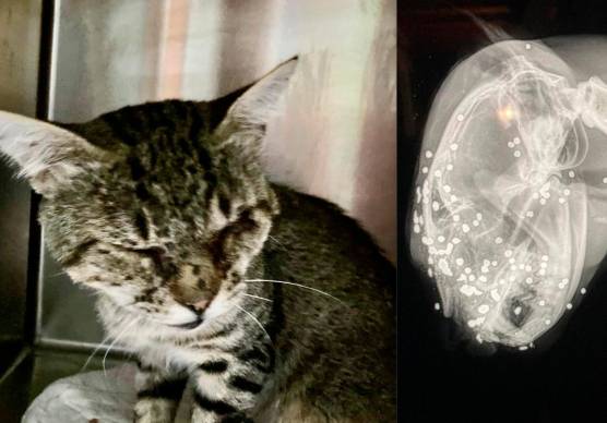 Brisighella, spara al muso a un gatto: l’Enpa sporge denuncia contro ignoti