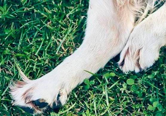 San Marino, oltre 40 cani avvelenati: a processo un 85enne