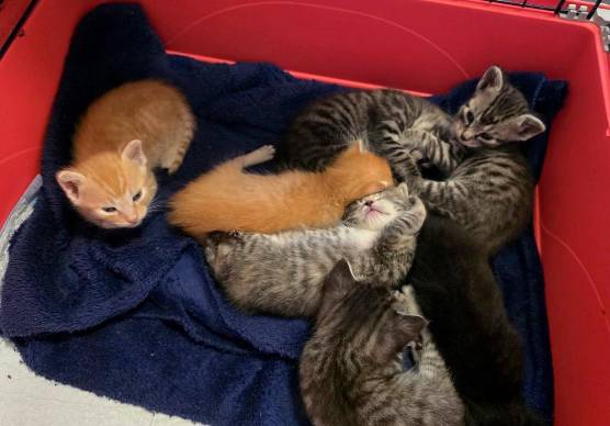 I sette gattini che ora la volontaria ha in casa