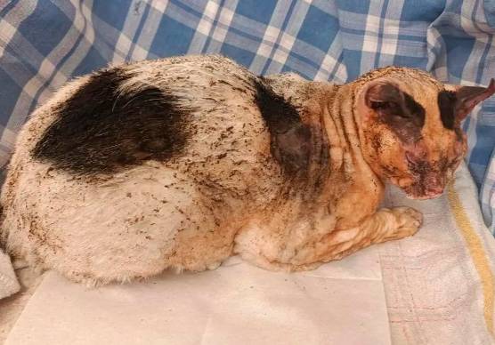 Faenza, fuoco al gatto cosparso di vodka: l’associazione animali sporge denuncia