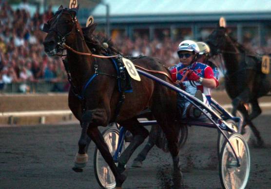 E’ morto a 31 anni Varenne, la leggenda del trotto italiano: vinse il Città di Cesena nel 1999. Stasera al Savio il ricordo di Minnucci
