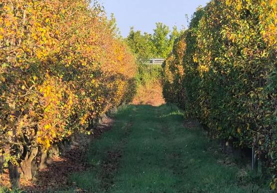 Cesena, l’allarme di Apofruit: “Siccità e caldo record bruciano i raccolti”