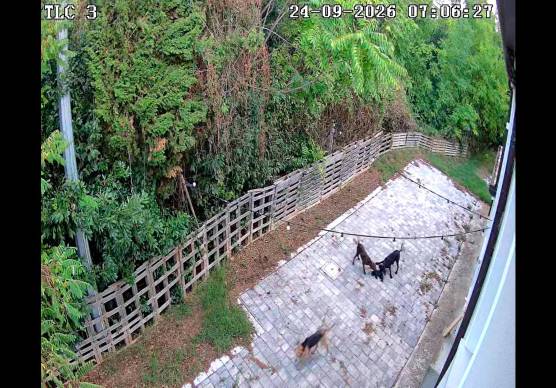 Cesena, i cani del cacciatore entrano nel garage e sbranano un gattino VIDEO