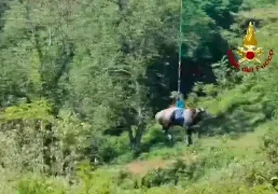 Mucca precipita in un bacino idrico: salvata con l’elicottero a Mercato Saraceno VIDEO