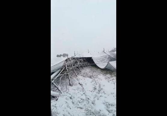 Forlì, il maltempo distrugge gli impianti dell’azienda agricola: danno da mezzo milione di euro VIDEO