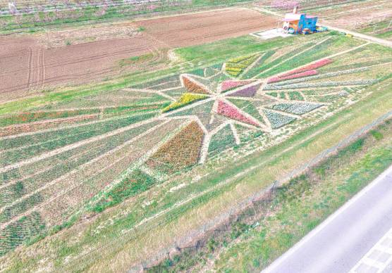 il disegno geometrico creato dai tulipani rappresenta la Rosa dei Venti: l’inaugurazione sabato 28 marzo