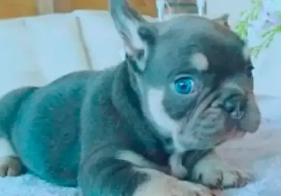 Ravenna, traffico illegale di cuccioli blu: 5 imputati rinviati a giudizio