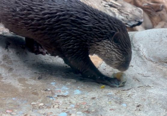 Cattolica, per Pasqua le lontre giocano alla caccia all’uovo di quaglia VIDEO
