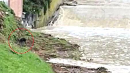 Il cane salvato dal ragazzo, poco prima che cadesse nel fiume