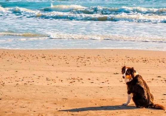 Cesenatico, cani al mare: fissati orari, zone e regole per entrare in spiaggia e fare il bagno