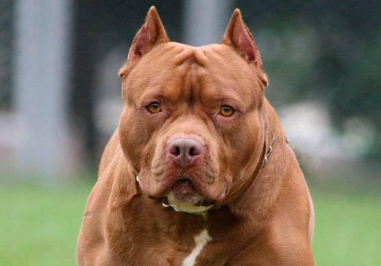 Un esemplare di pitbull (archivio)