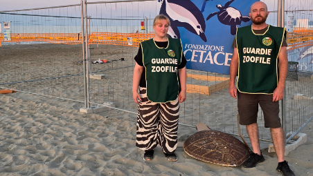 Tartarughe a Riccione, le Guardie Zoofile sorvegliano il nido di Caretta caretta VIDEO