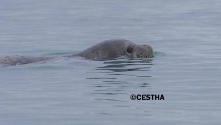 Foca monaca a Ravenna, un nuovo avvistamento VIDEO