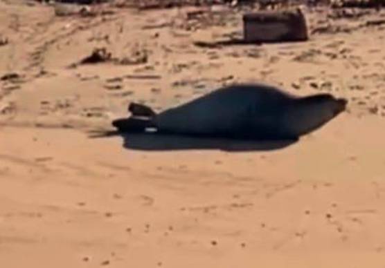 Ravenna. L’avvistamento della foca monaca. VIDEO