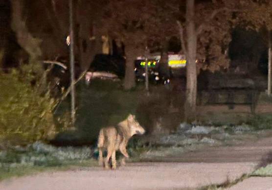 Un lupo avvistato in città foto di repertorio