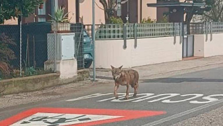 Lupo a Gattolino davanti alla scuola