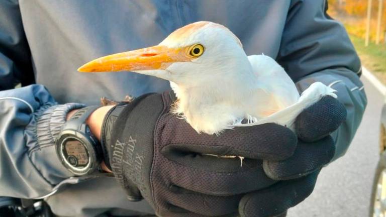Castel San Pietro, un airone con un’ala spezzata a bordo della strada: salvato dalla Polizia Locale